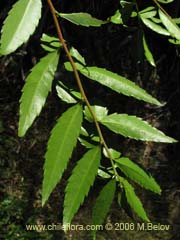 Image of Azara lanceolata (Aromo)